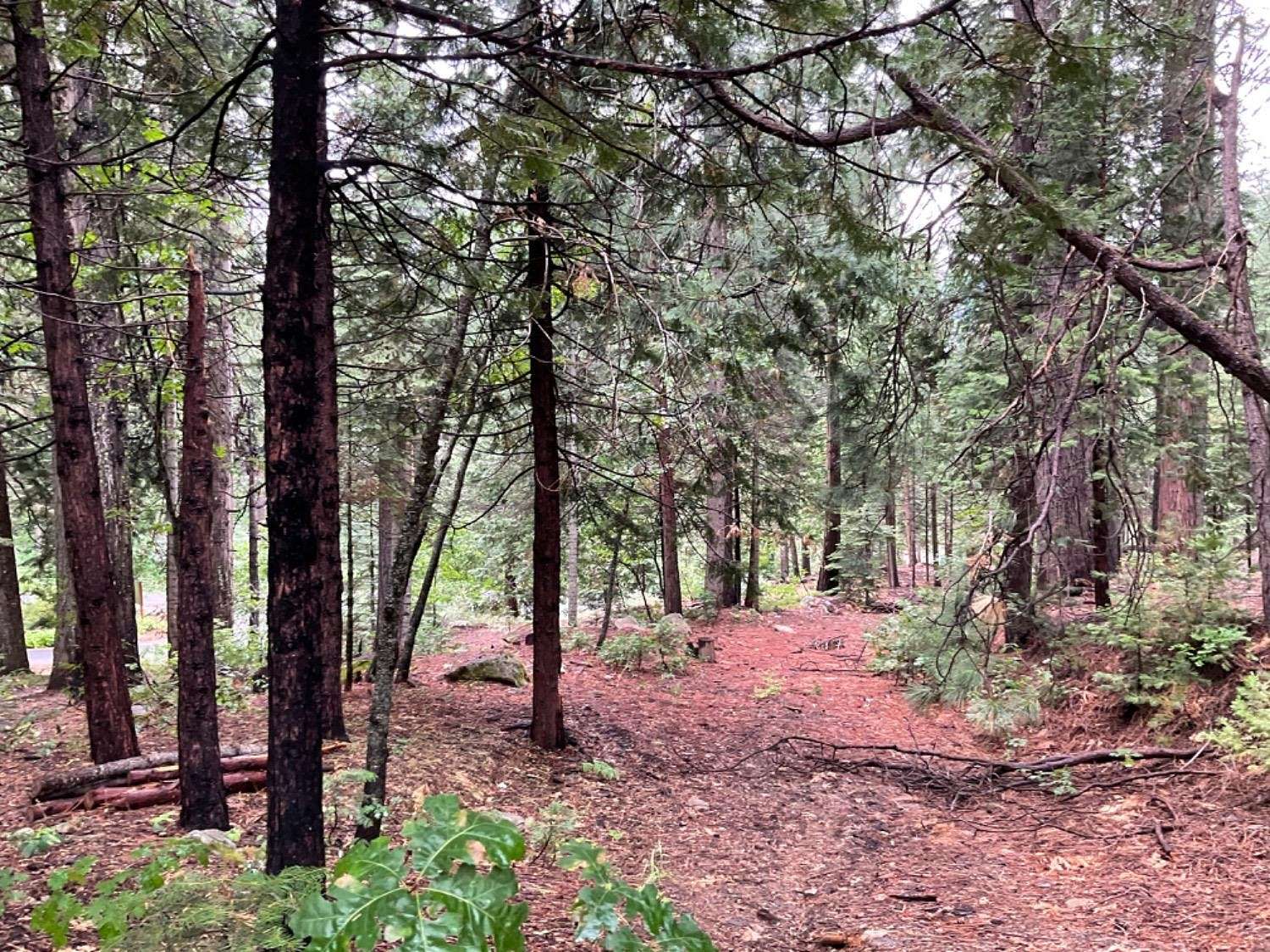 0.49 Acres of Residential Land for Sale in Arnold, California