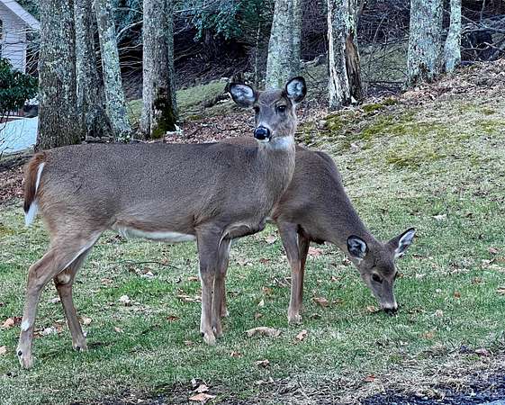 0.6 Acres of Residential Land for Sale in Mars Hill, North Carolina
