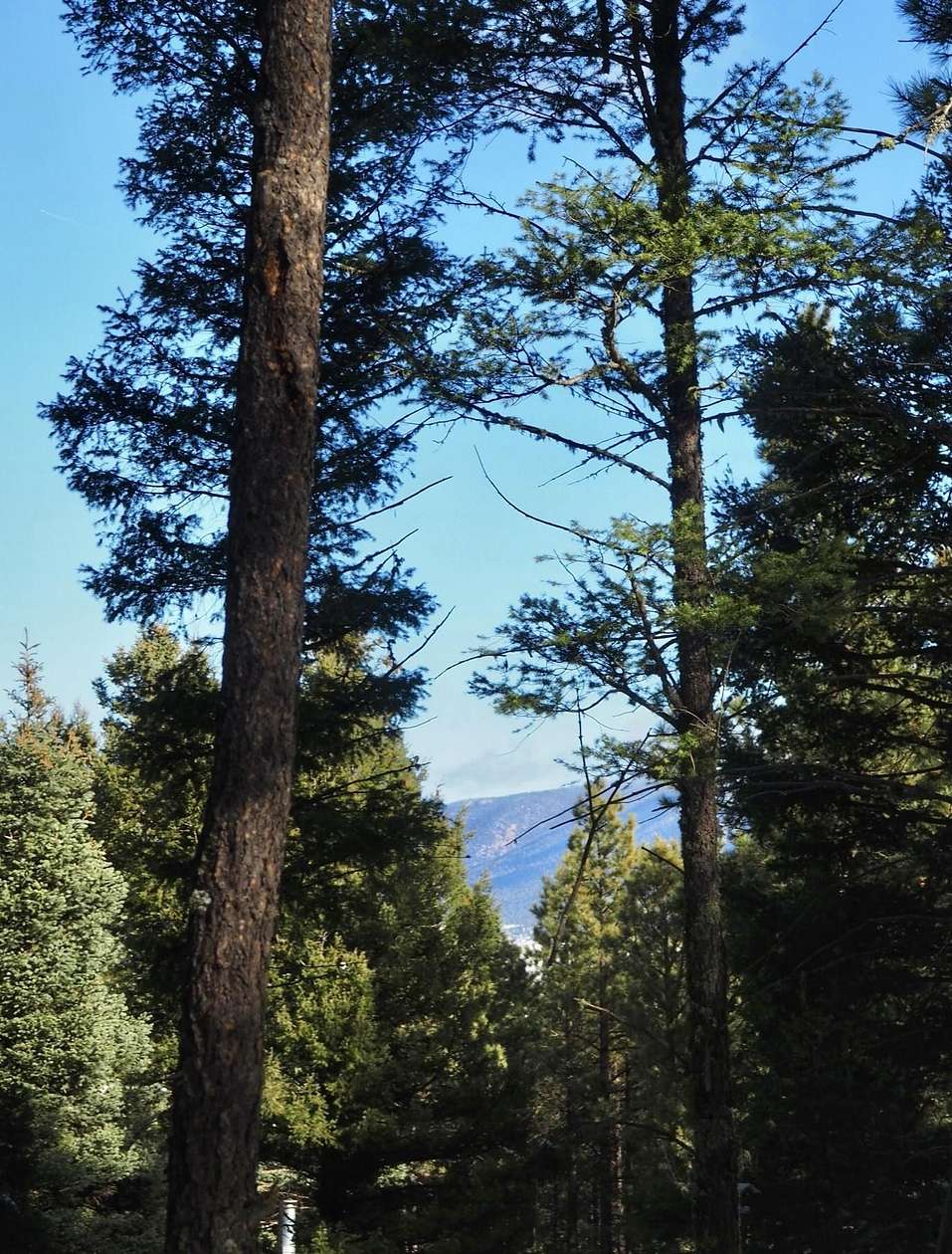 0.5 Acres of Residential Land for Sale in Angel Fire, New Mexico