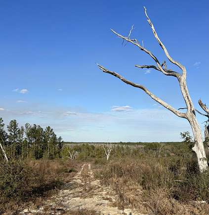 70 Acres of Agricultural Land for Sale in Ponce de Leon, Florida