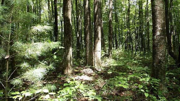 50 Acres of Recreational Land for Sale in Allardt, Tennessee