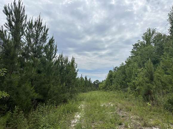 217 Acres of Recreational Land & Farm for Sale in Red Level, Alabama