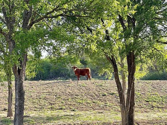 21.7 Acres of Agricultural Land for Sale in Bridgeport, Texas
