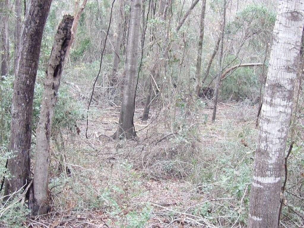 6.549 Acres of Residential Land for Sale in Tennessee Colony, Texas