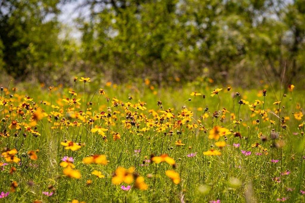 53 Acres of Recreational Land & Farm for Sale in Gorman, Texas