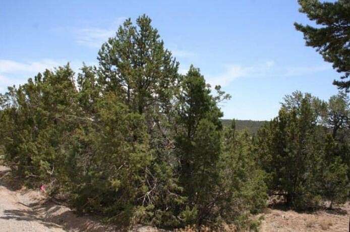 8.3 Acres of Land for Sale in Tijeras, New Mexico