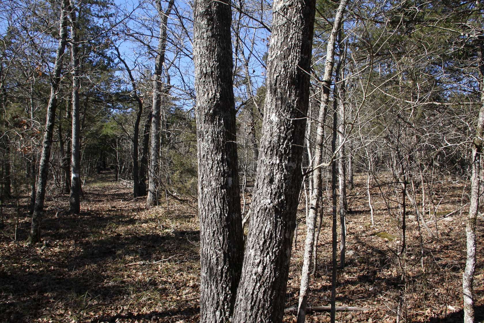 10.4 Acres of Land for Sale in Yellville, Arkansas