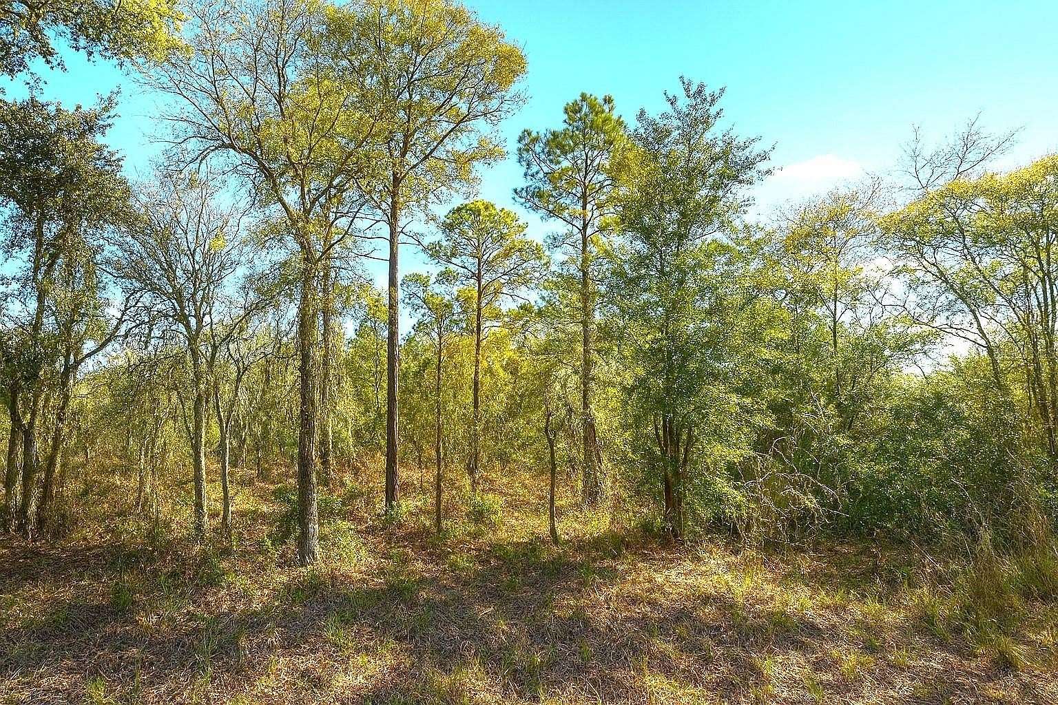 1 Acre of Residential Land for Sale in Williston, Florida