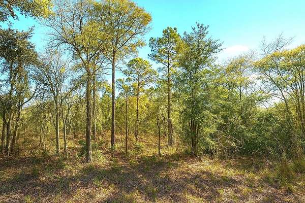 1 Acre of Residential Land for Sale in Williston, Florida