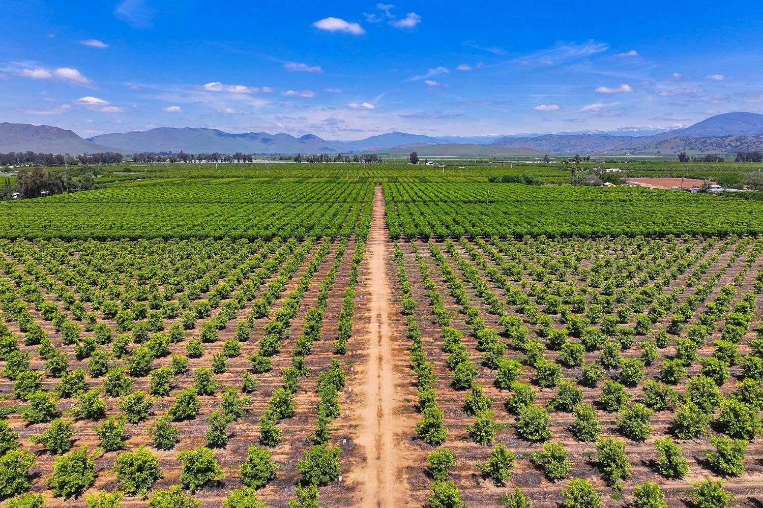 55.61 Acres of Agricultural Land for Sale in Reedley, California