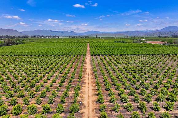 55.6 Acres of Agricultural Land for Sale in Reedley, California