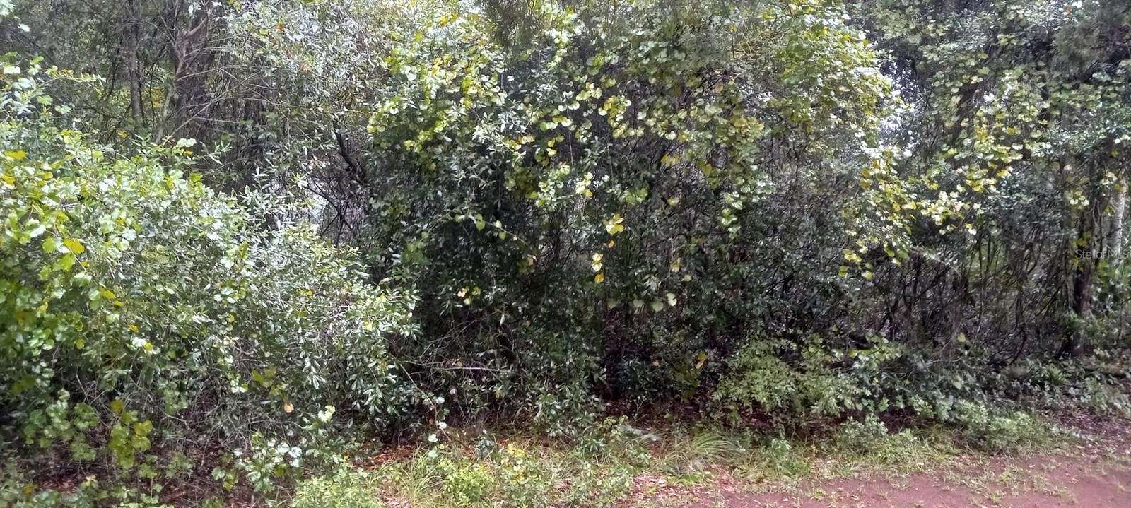 0.58 Acres of Residential Land for Sale in Paisley, Florida