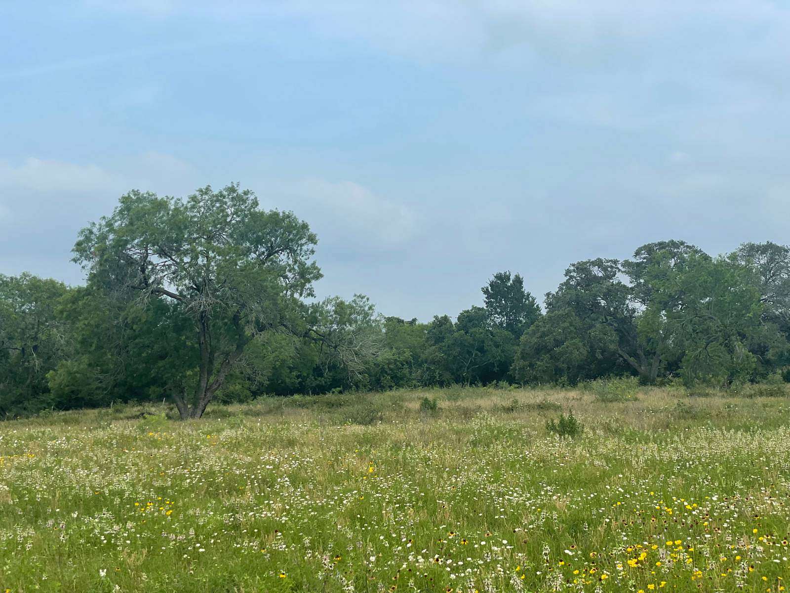 14.1 Acres of Recreational Land for Sale in Cuero, Texas
