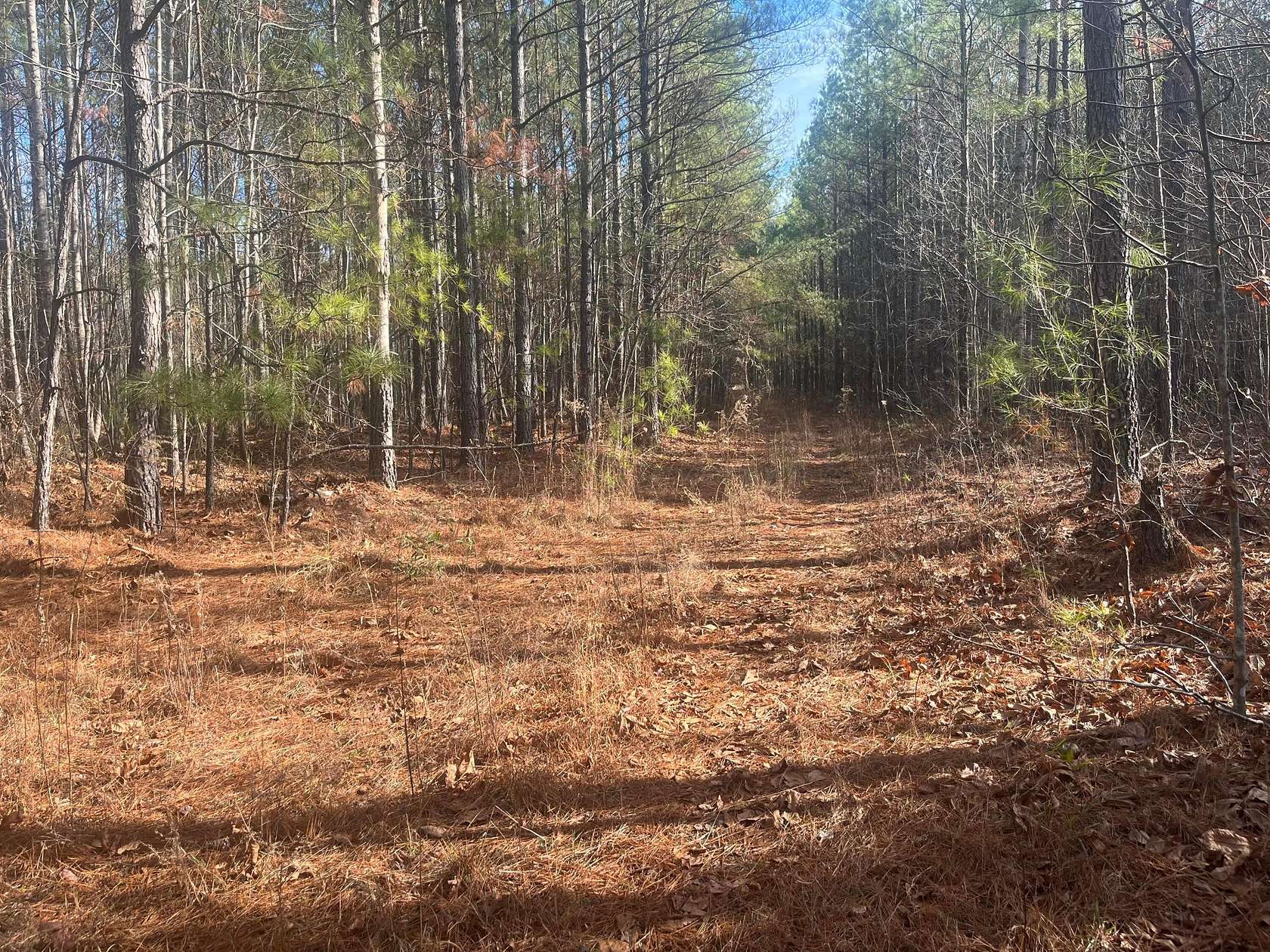 40 Acres of Land for Sale in Double Springs, Alabama