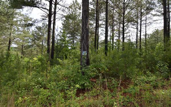 2.2 Acres of Land for Sale in Blairsville, Georgia
