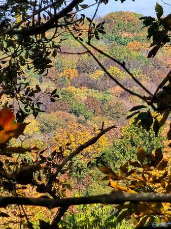 22.4 Acres of Recreational Land for Sale in Moulton, Alabama