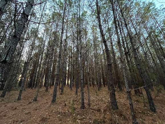 134 Acres of Recreational Land for Sale in Natural Bridge, Alabama