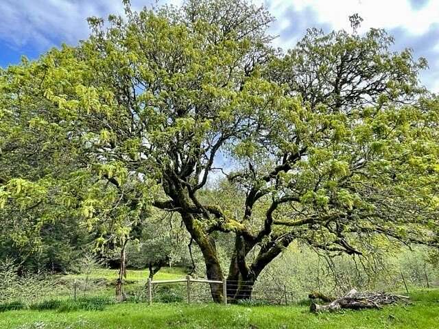 2,357 Acres of Recreational Land & Farm for Sale in Petrolia, California