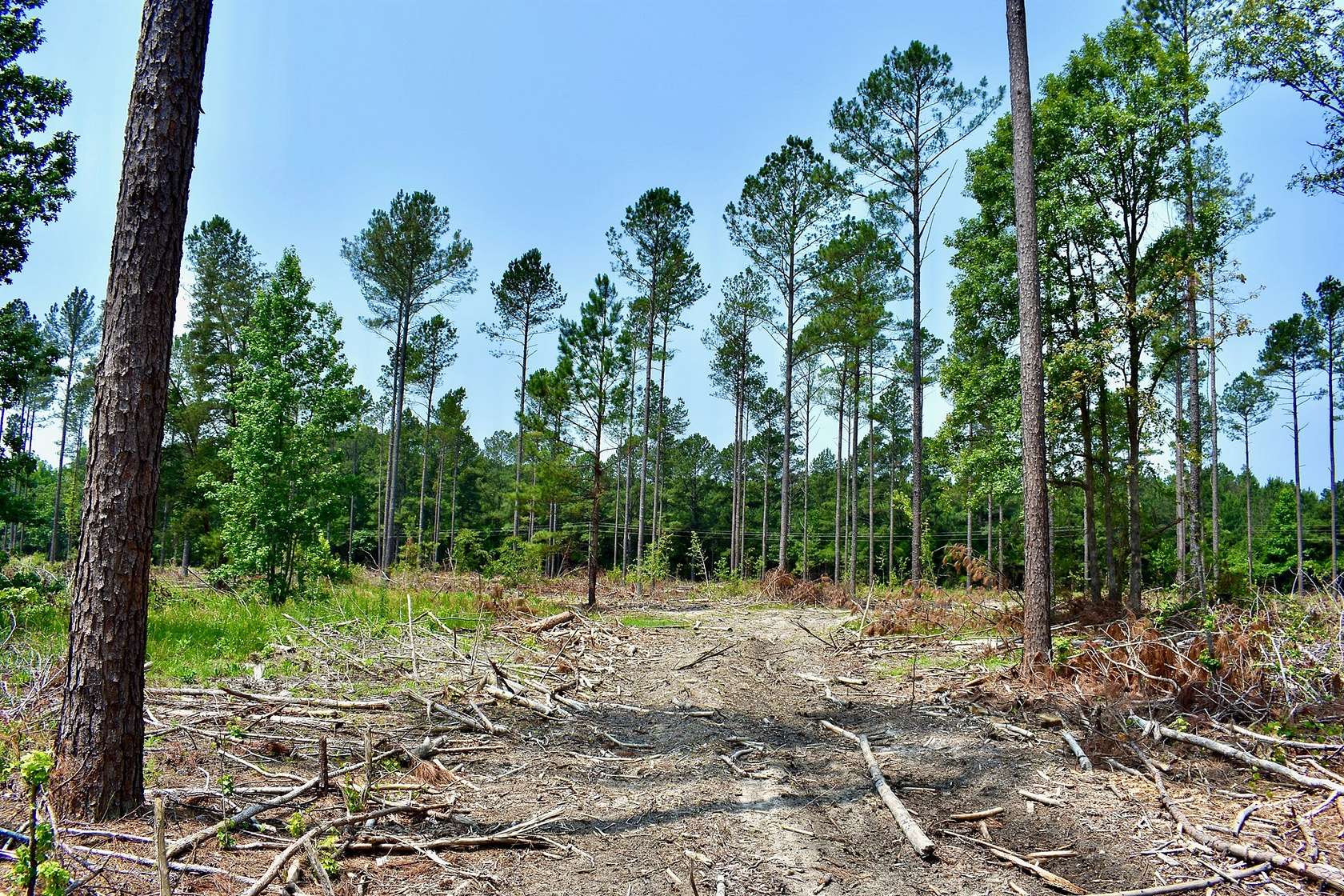 40.9 Acres of Recreational Land & Farm for Sale in Camden, South Carolina