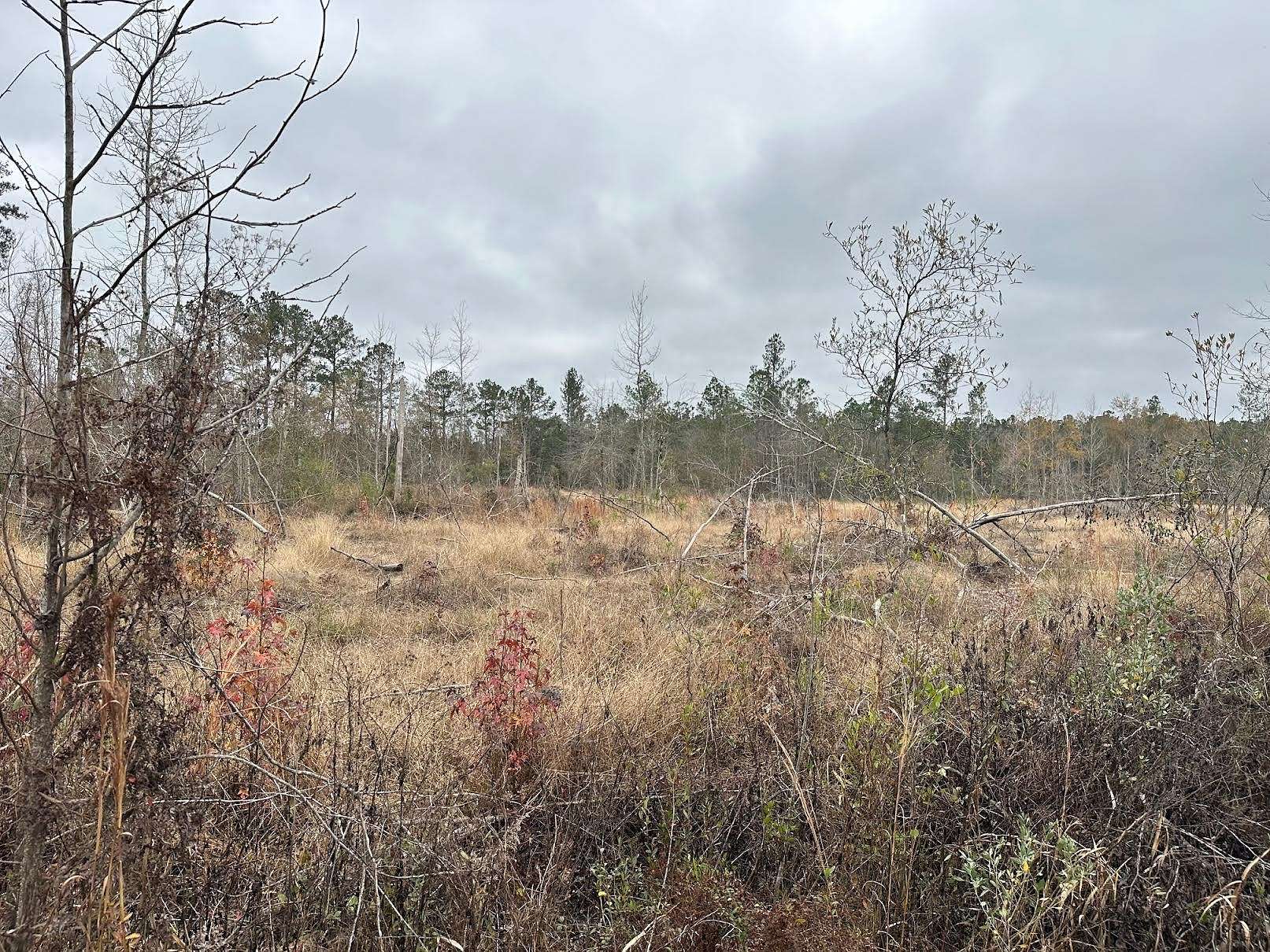 13.3 Acres of Recreational Land for Sale in Chipley, Florida