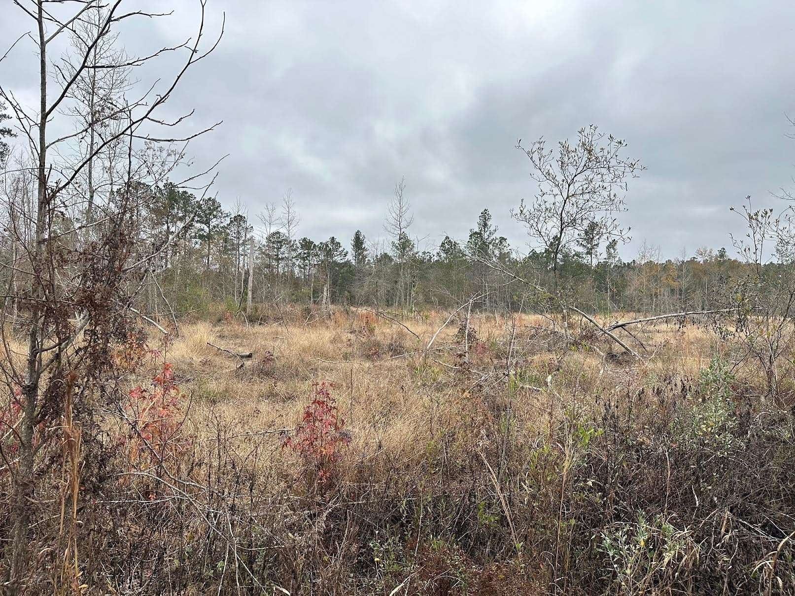 13.29 Acres of Recreational Land for Sale in Chipley, Florida