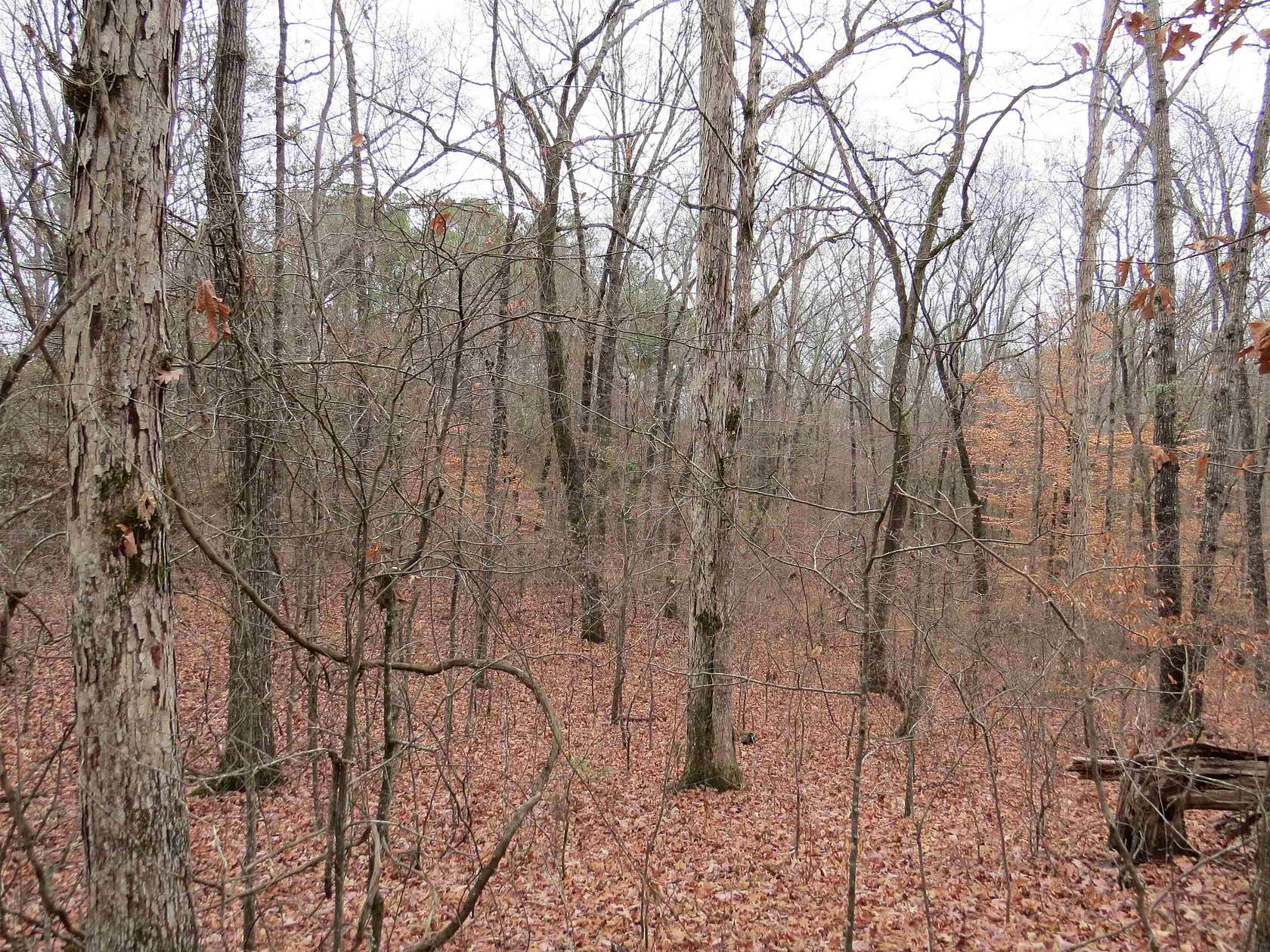 35 Acres of Land for Sale in Hamilton, Alabama