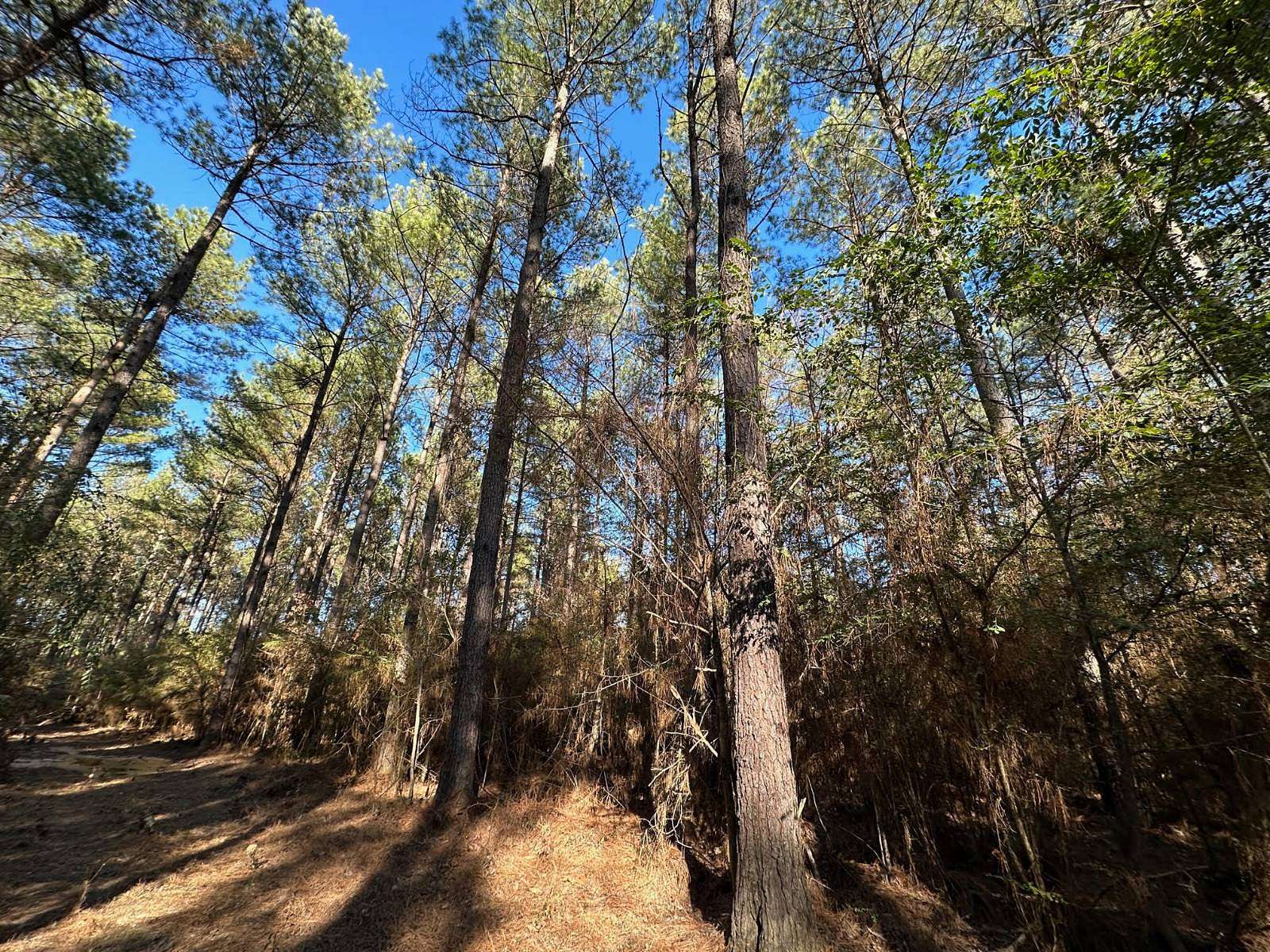 20 Acres of Recreational Land for Sale in Wesson, Mississippi