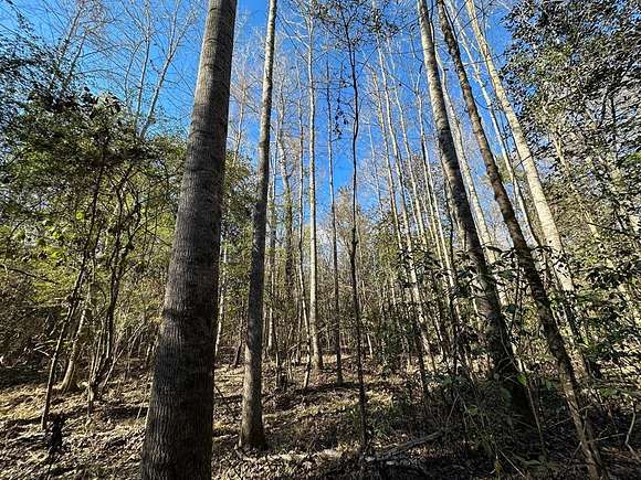 113 Acres of Recreational Land for Sale in Wesson, Mississippi