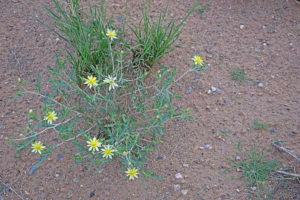 2.5 Acres of Land for Sale in Los Lunas, New Mexico