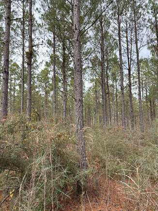 197 Acres of Recreational Land for Sale in Minden, Louisiana