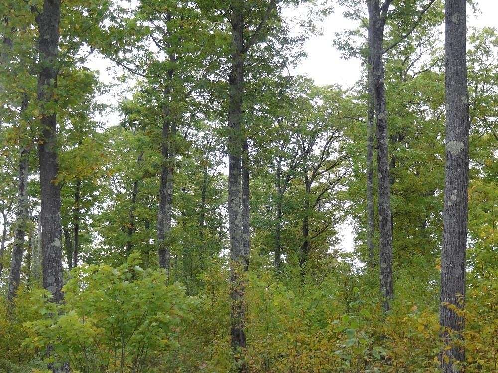 40 Acres of Land for Sale in Herbster, Wisconsin