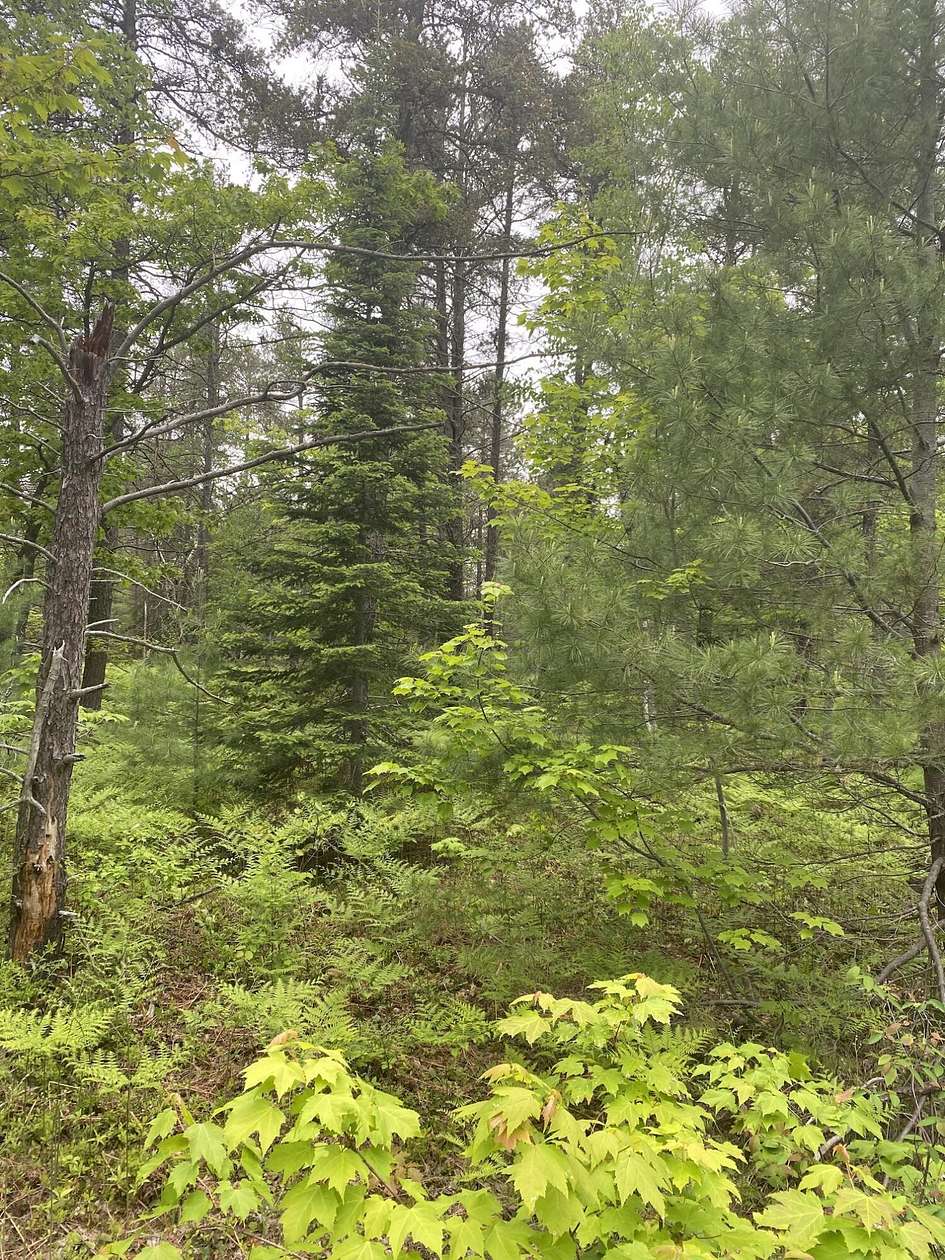 3.1 Acres of Residential Land for Sale in Paradise, Michigan