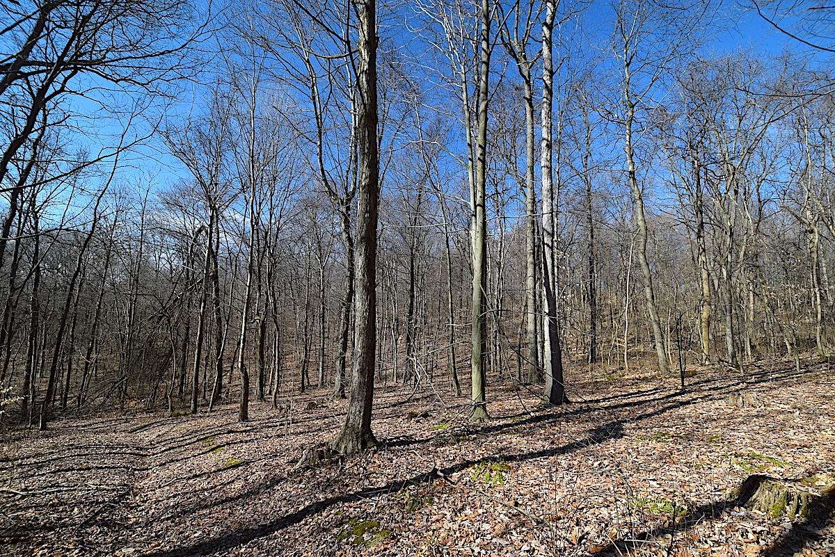 79.9 Acres of Land for Sale in Hopewell, Ohio
