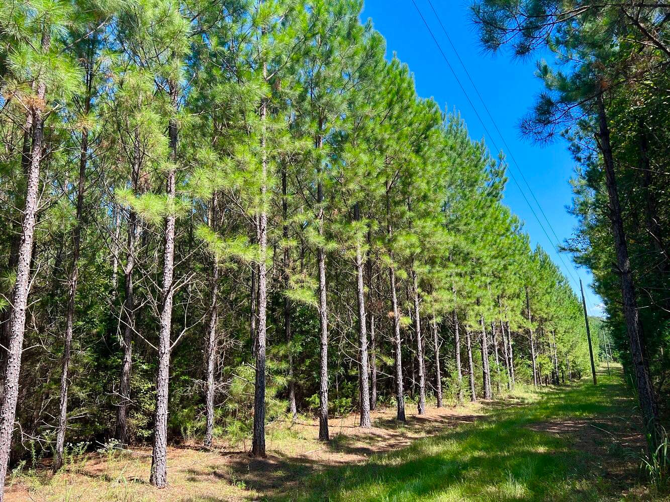 37.9 Acres of Recreational Land for Sale in Due West, South Carolina
