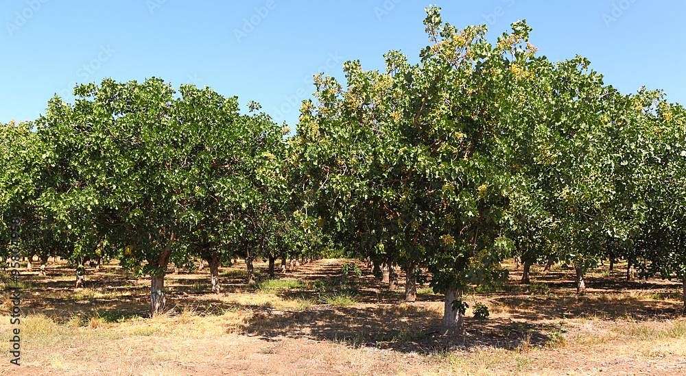 40 Acres of Land for Sale in Madera, California