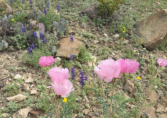 Desert Poppys