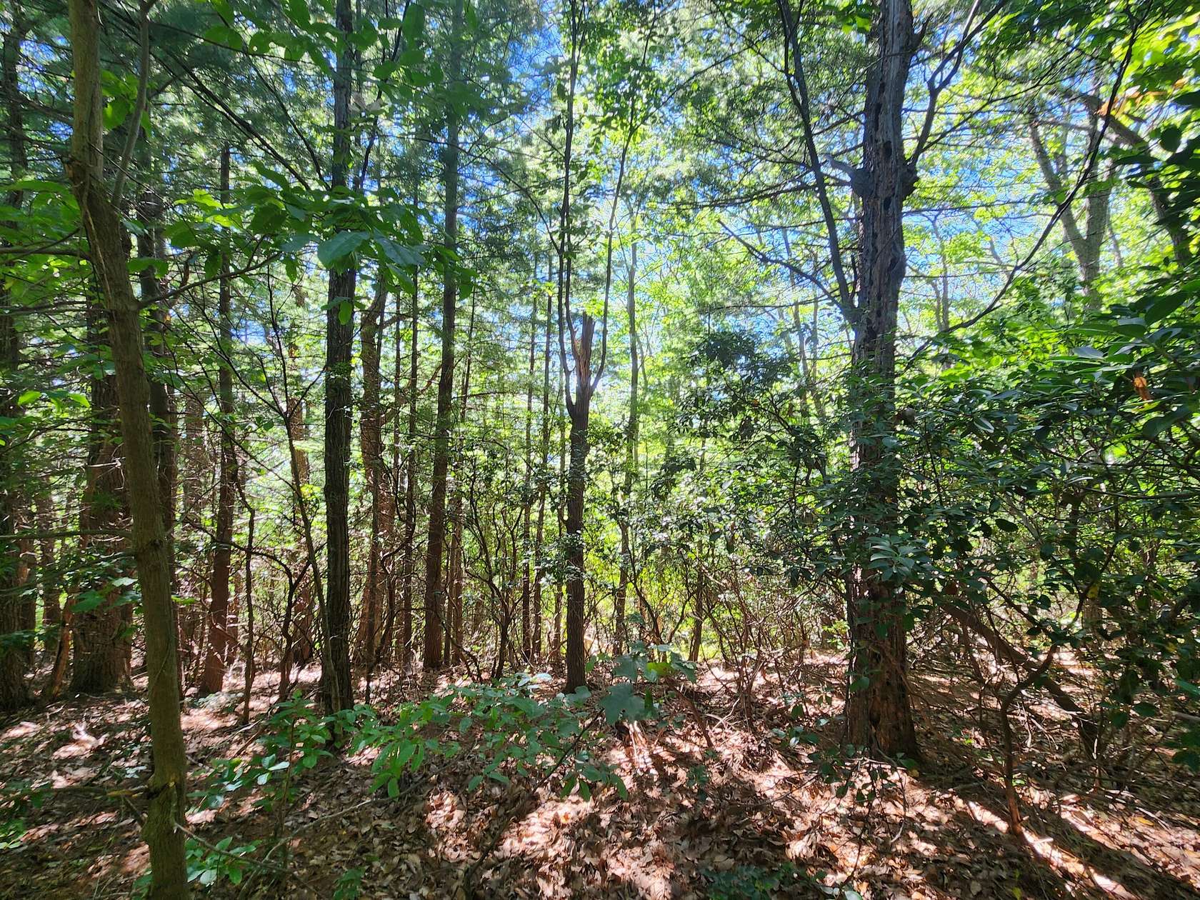 38 Acres of Recreational Land for Sale in Boones Mill, Virginia