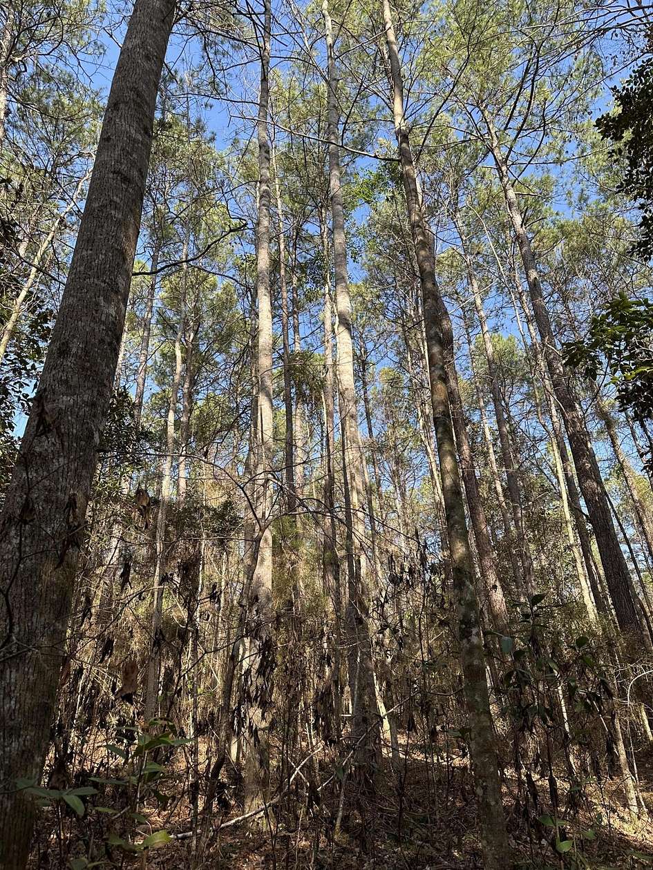 254 Acres of Recreational Land for Sale in Oak Vale, Mississippi