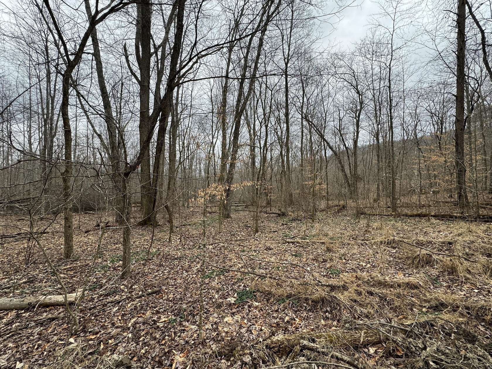 500 Acres of Recreational Land for Sale in Hillsboro, Kentucky
