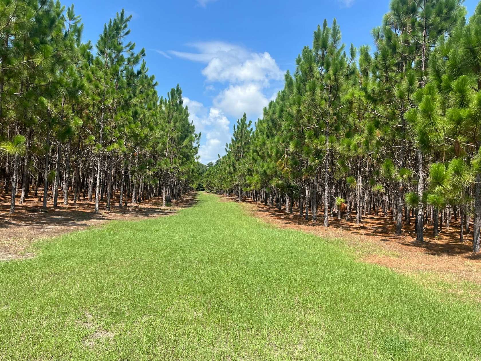 112 Acres of Land for Sale in Waycross, Georgia