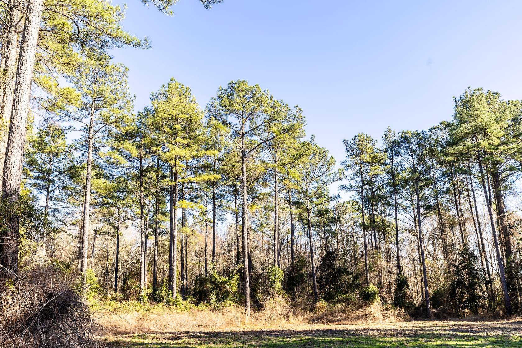 483 Acres of Recreational Land for Sale in Shorter, Alabama