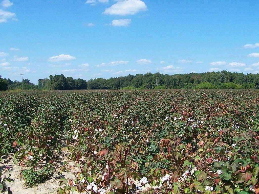 420 Acres of Agricultural Land for Sale in Elloree, South Carolina
