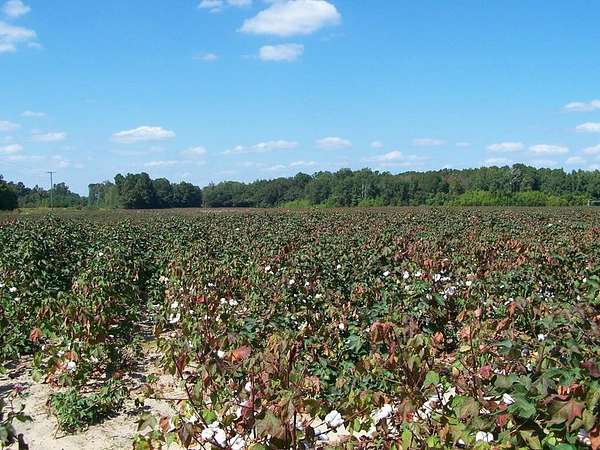 420 Acres of Agricultural Land for Sale in Elloree, South Carolina