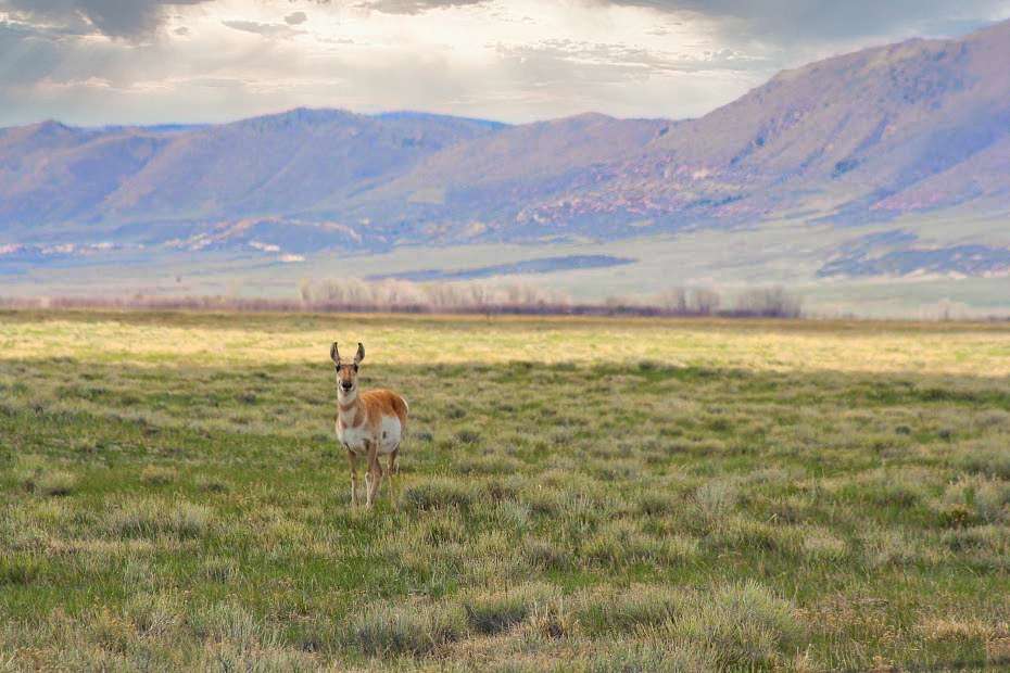 40 Acres of Land for Sale in Laramie, Wyoming