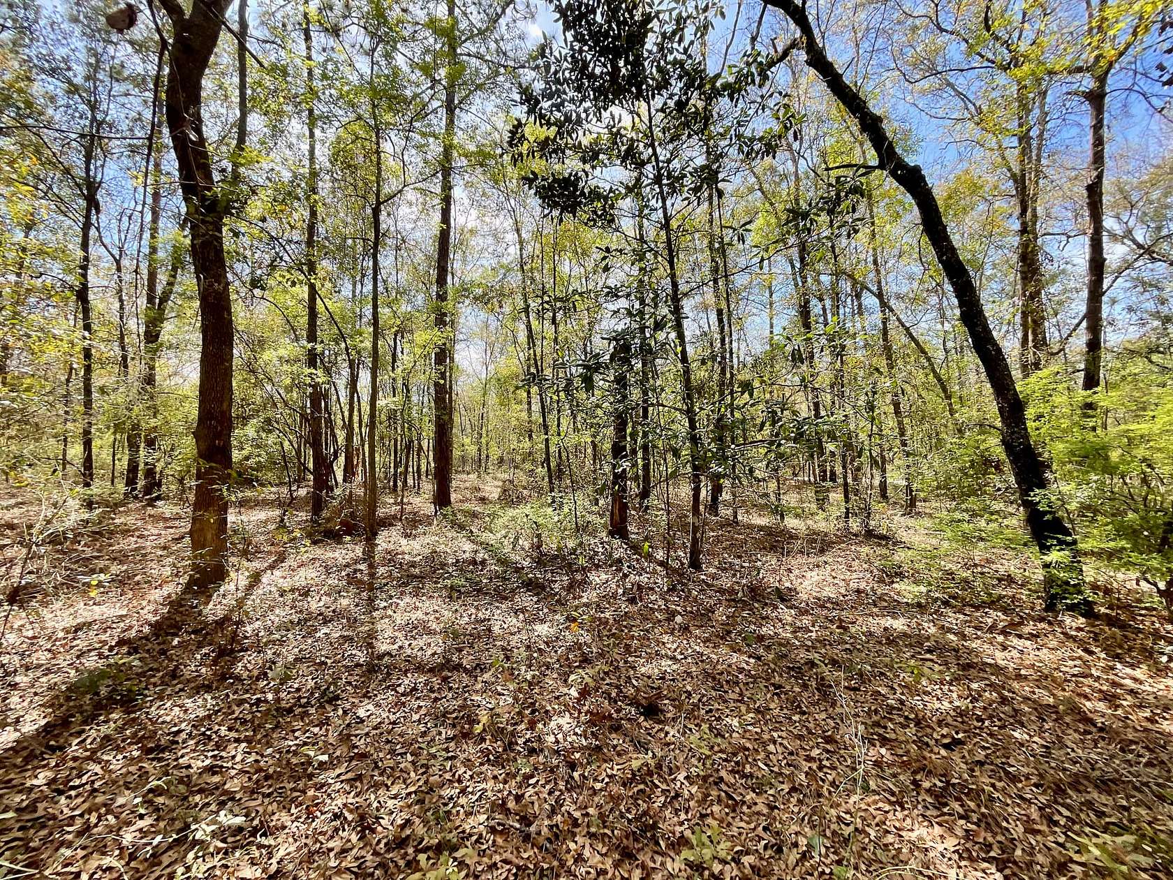 12.3 Acres of Recreational Land for Sale in Pinetta, Florida