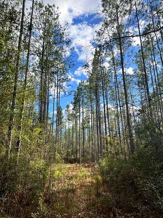80 Acres of Recreational Land for Sale in Andalusia, Alabama