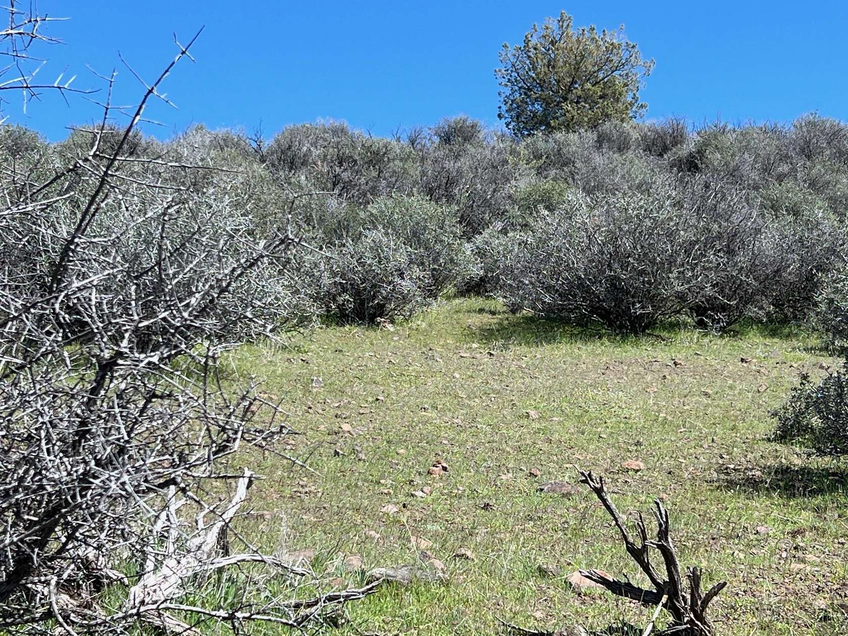 3.1 Acres of Land for Sale in Hornbrook, California