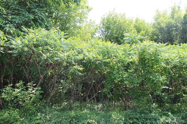 0.59 Acres of Residential Land for Sale in Grass Lake, Michigan