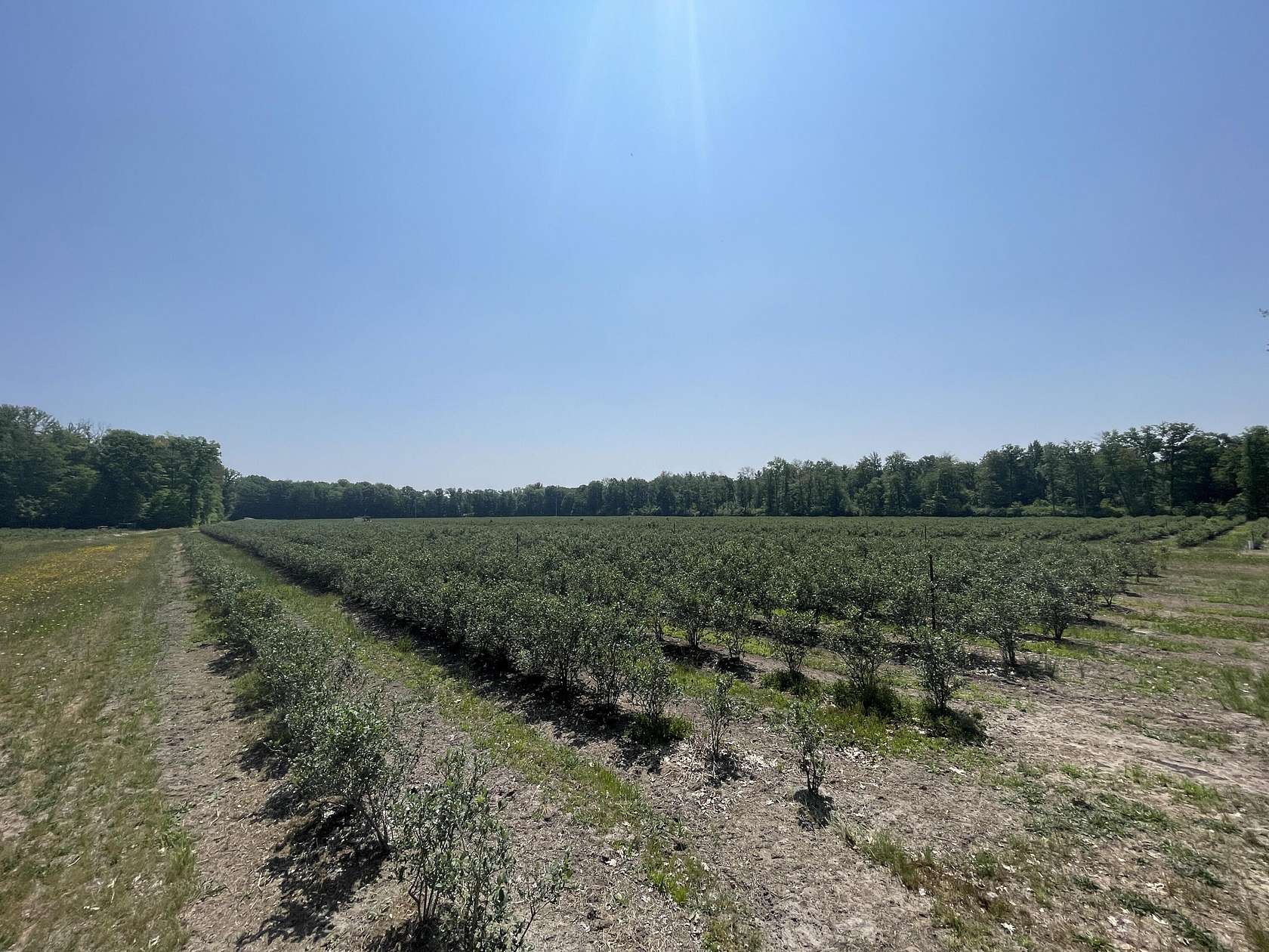 55.9 Acres of Agricultural Land for Sale in Free Soil, Michigan