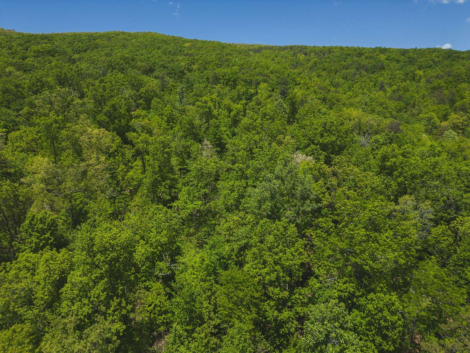 481 Acres of Land for Auction in Bean Station, Tennessee